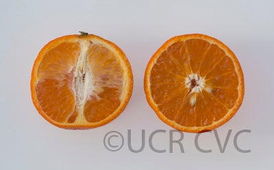 pagetangelocrc3616003