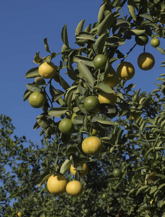 palestinesweetlimecrc1482002