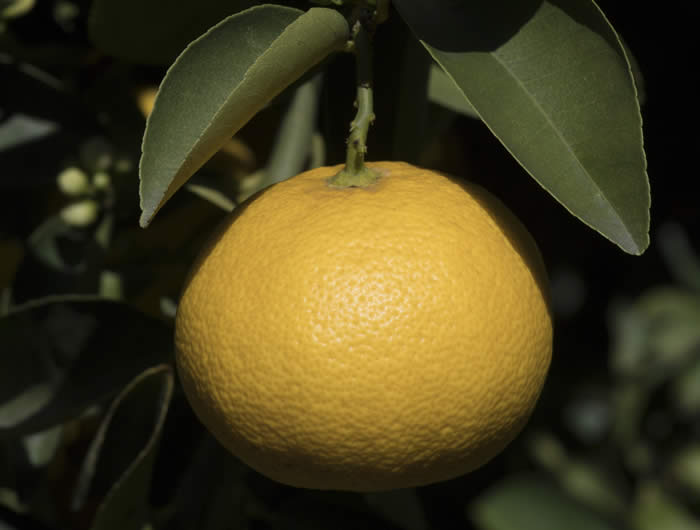 palestinesweetlimecrc1482007