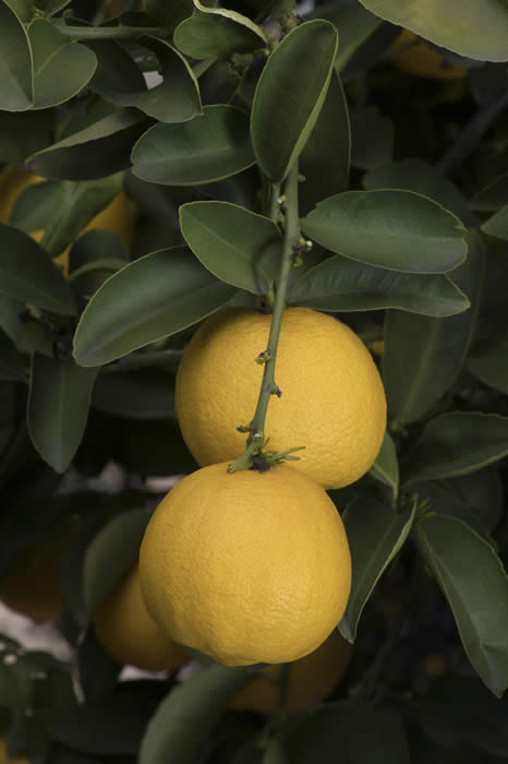 palestinesweetlimecrc1482011