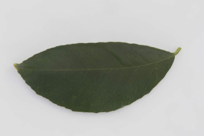 palestinesweetlimecrc1482014