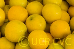 palestinesweetlimenicholassmvirginiafm002