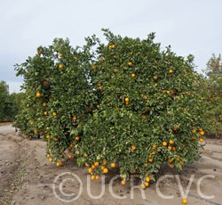 palmernavel_crc4013_005