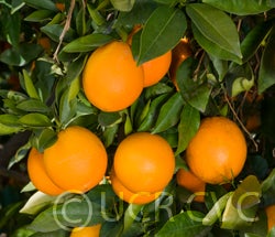 palmernavelorangecrc3964001