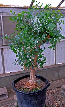 pamburus_missionis3511_000