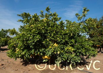 pandanpummelocrc2752001