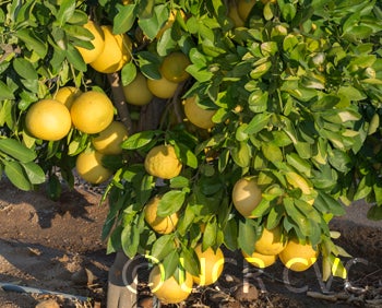 pandanpummelocrc2752004