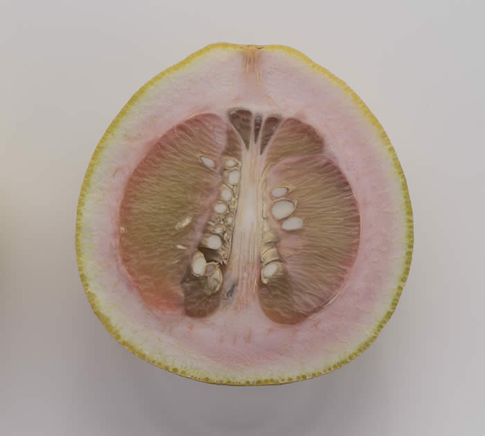 pandanpummelocrc2752007