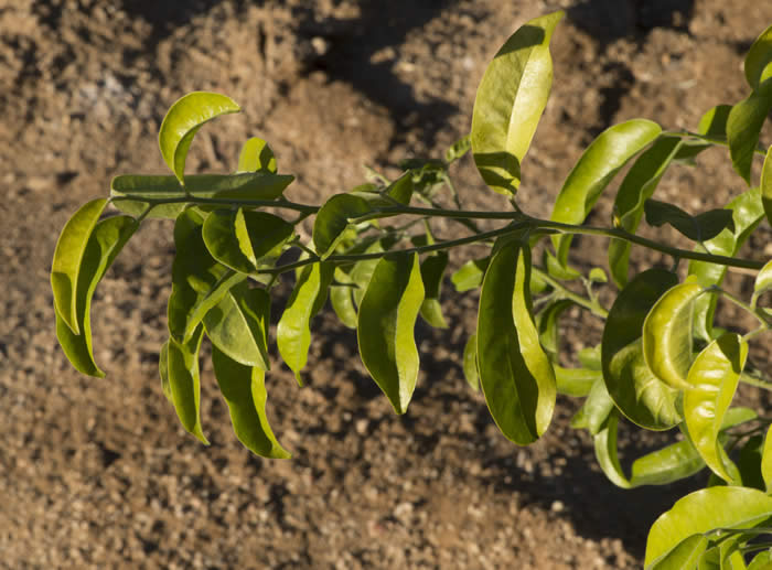 paramignyascandenscrc3509003