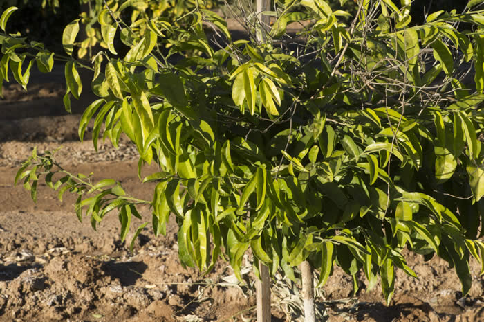 paramignyascandenscrc3509022