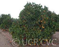 parentwashnavel_crc1241a_004