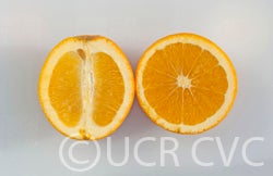 parentwashnavel_crc1241a_045