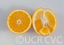 parentwashnavel_crc1241b_042