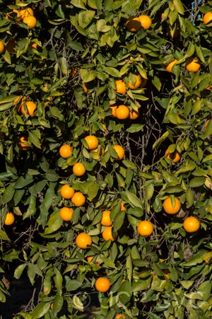 parsonbrownsweetorangecrc3873004