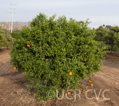 parsonsspecialmandarincrc300002