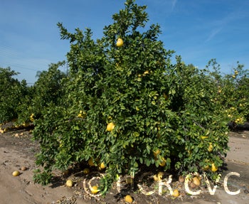 pauthelpummelocrc3949002