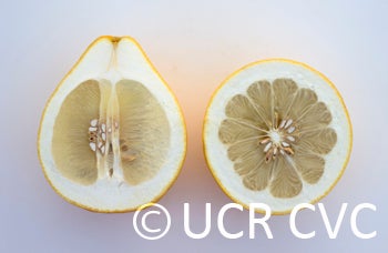 pauthelpummelocrc3949005