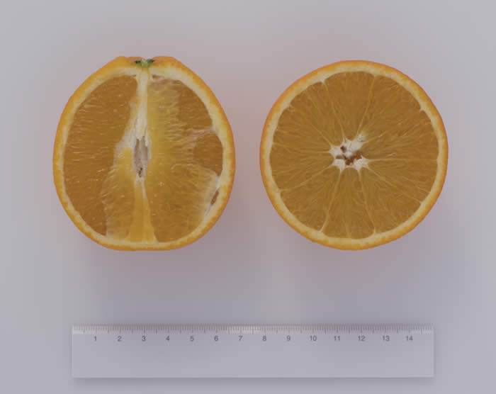 pehrson3valenciasweetorangecrc4196001