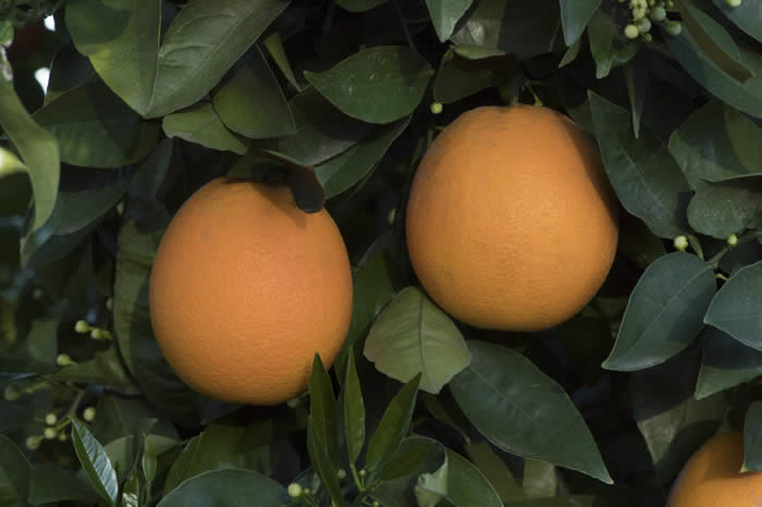 pehrson3valenciasweetorangecrc4196005