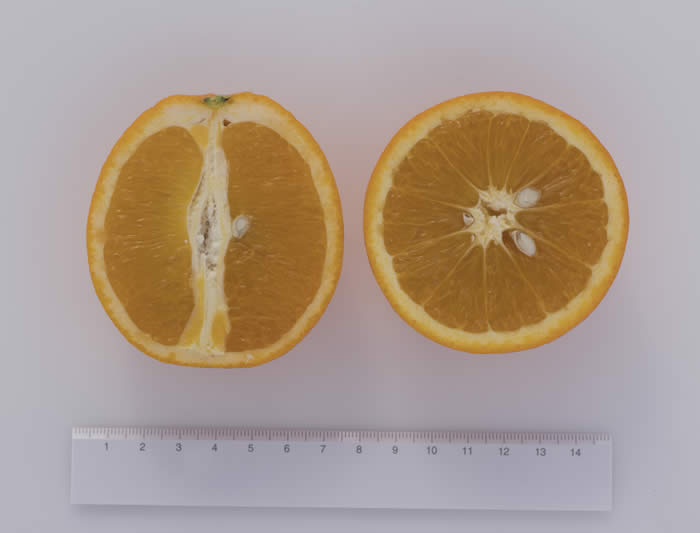 pehrson4valenciasweetorangecrc4197001