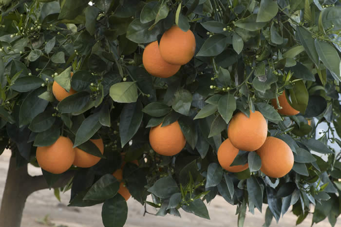 pehrson4valenciasweetorangecrc4197005