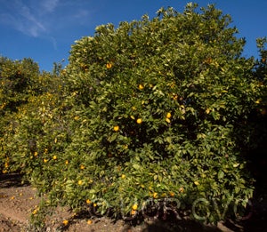 peraosweetorangecrc3599001