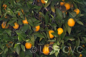 perasweetorangecrc3864002