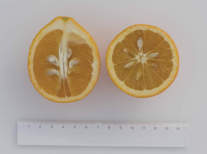 perasweetorangecrc3864005