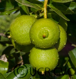 perrinelemonimecvc2458002