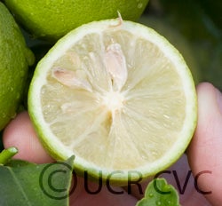 perrinelemonimecvc2458007