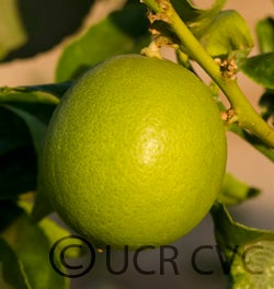 persianlimecrc4170003