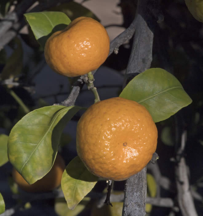 philippinecalamandarincrc3073009