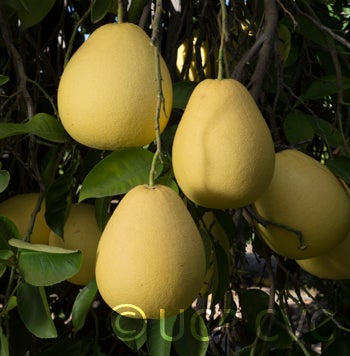 philippinepummelocrc644004