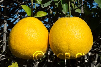 philippinepummelohybridcrc2343004