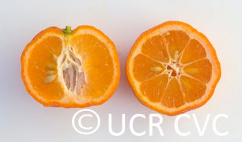 philippinerangpurlimecrc2318008