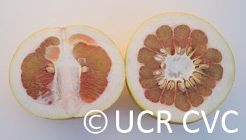 pinkpummelocrc2244003