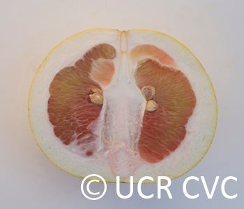 pinkpummelocrc2244005