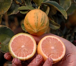 Variegated Pink Fleshed Eureka lemon 24_000.jpg
