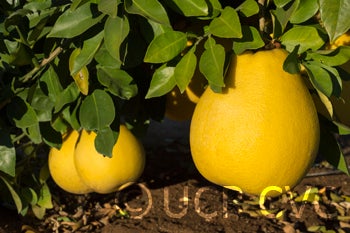 pinshankongyanpummelocrc2348003