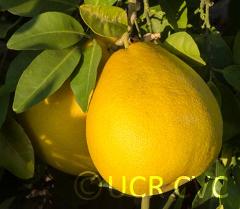 pinshankongyanpummelocrc2348005