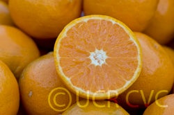 pixiemandarinfriendshfm002