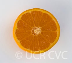 pixiemandarinstehly003