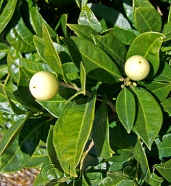 pleiospermiumalatum3_000