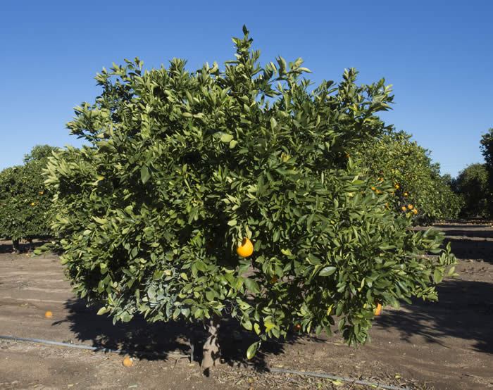 pollockt4navelorangecrc4193003