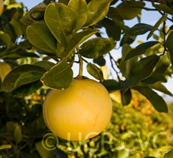 pomelitpummelohybridcrc4026003