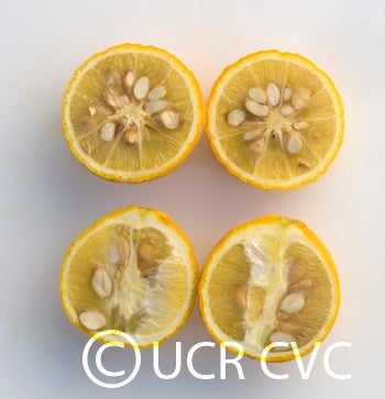 pomeroytrifoliatecrc1717006