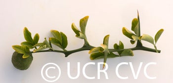 pomeroytrifoliatecrc1717007