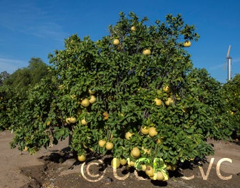 pongyaupummelocrc2342002