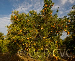 ponkanmandarincrc3849001