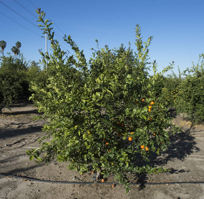 poonarangpurlimecrc4135006